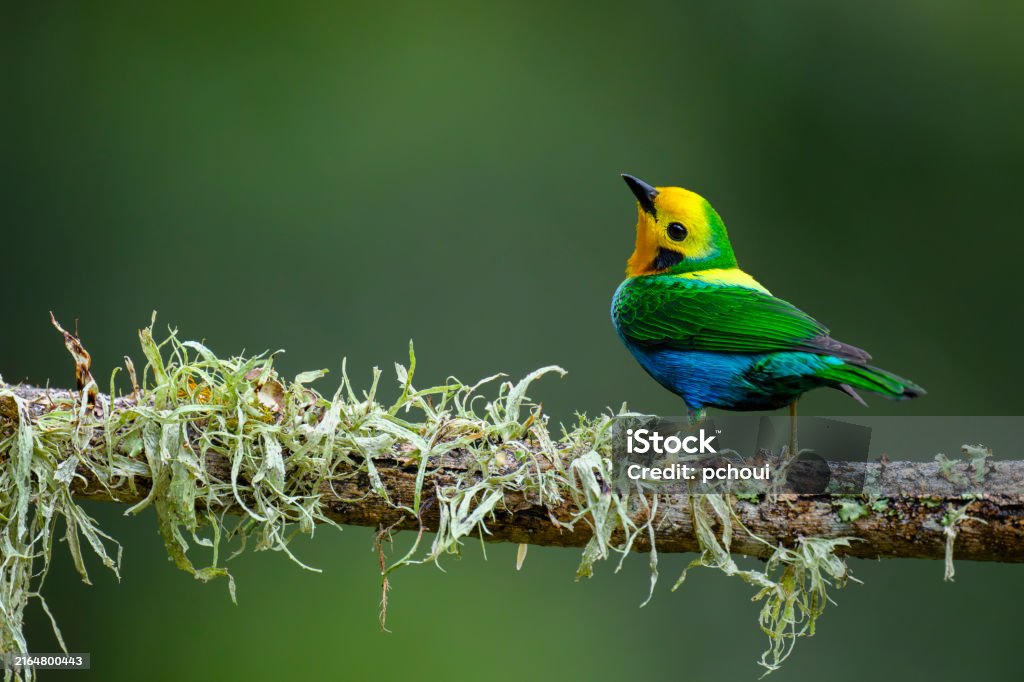 Colombian Wildlife
