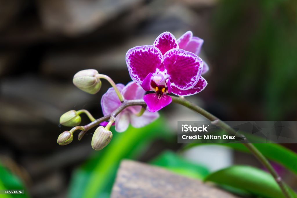 Colombian Flowers