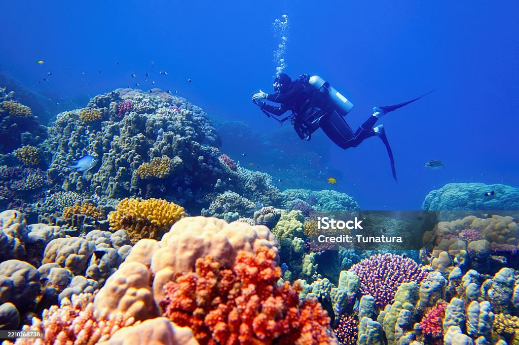 Diving in San Andrés with fauna